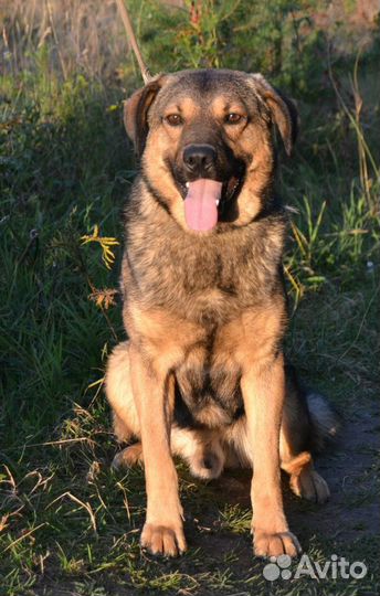 Отдам в добрые руки