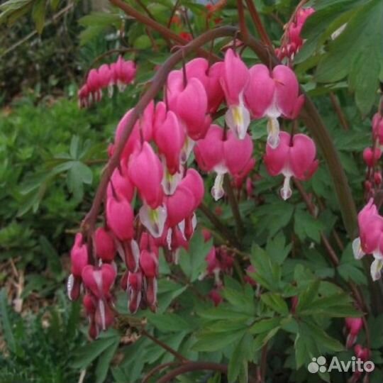 Дицентра (разбитое сердце) великолепная Крупномеры