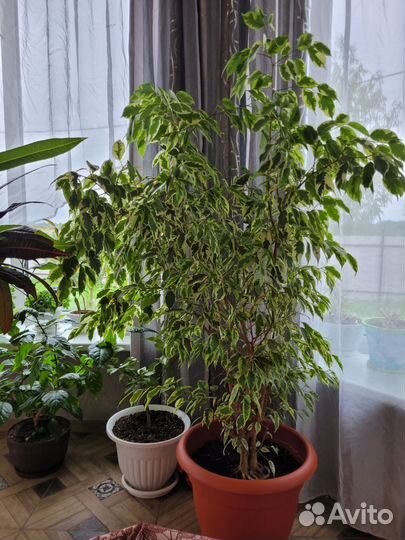 Фикус бенджамина большой