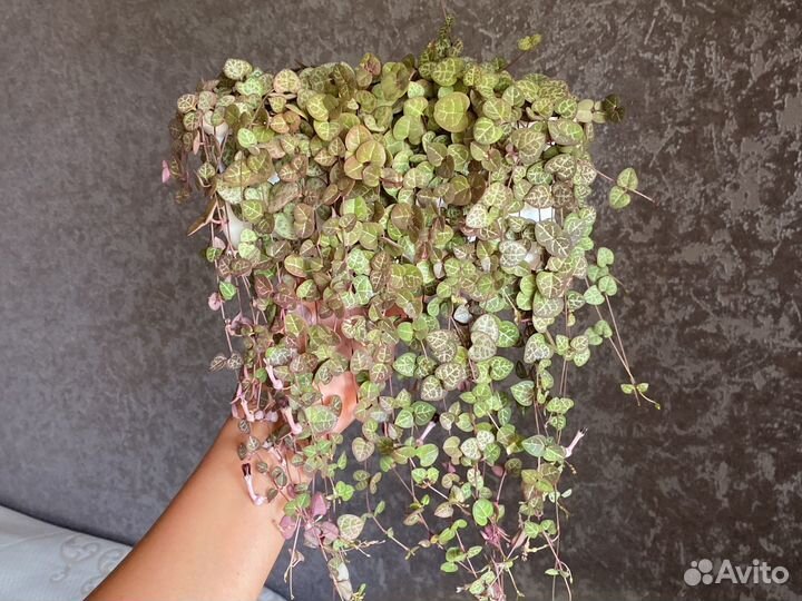 Церопегия вуда