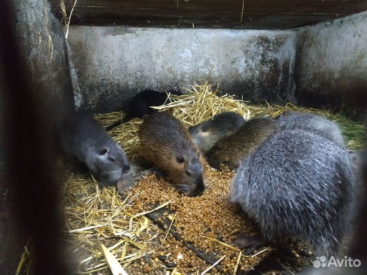 Нутрии живые