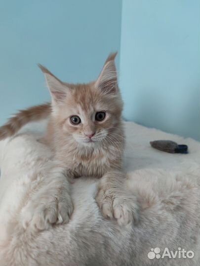 Кремовый мейн-кун котёнок полидает