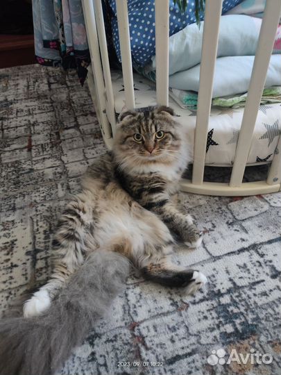 Шотландская кошка в дар