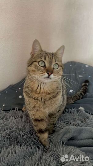 Кошечка 1 год