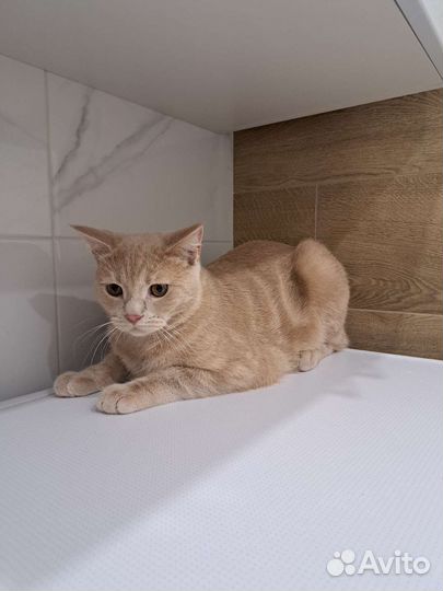 Котик Зефир