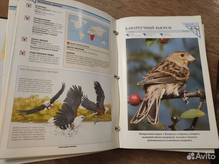 В мире дикой природы