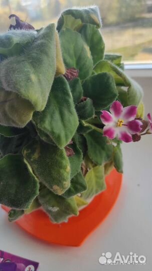 Детки сортовых фиалок хорошо пророщенные