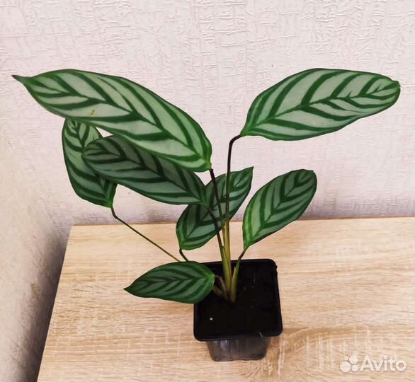 Калатея Литце