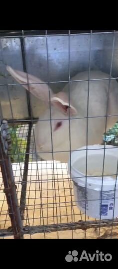 Кролики мясных пород великаны