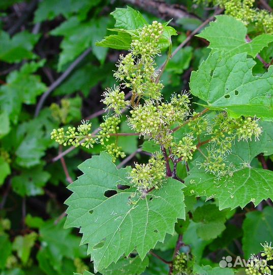 Виноград, разные виды, семена