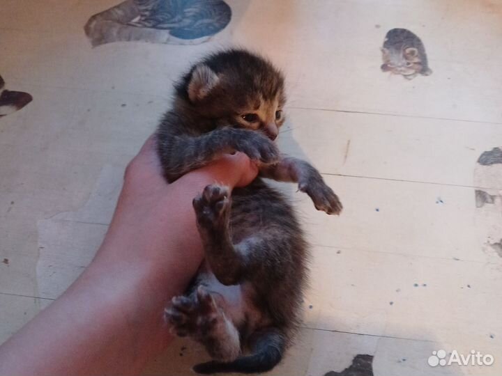 Продам котят.Порода дворянская,если вопросы пишите