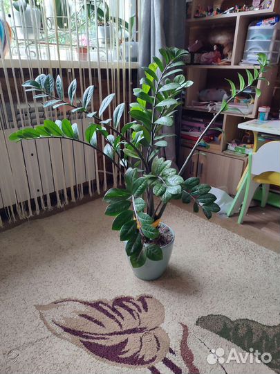 Замиокулькас