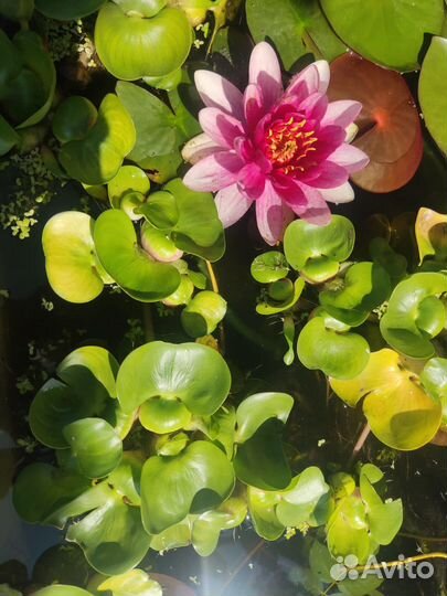 Эйхорния водный гиацинт