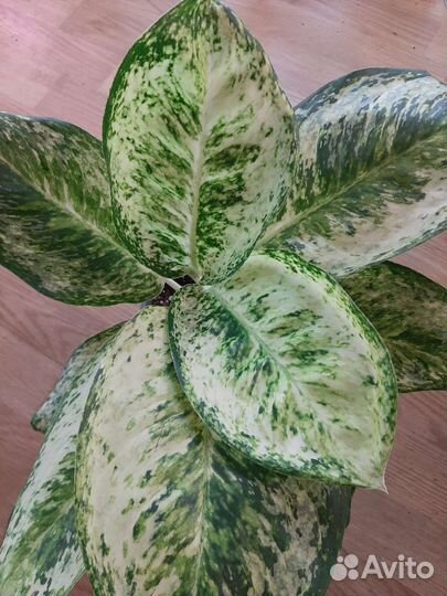 Аглаонема Вайт розе