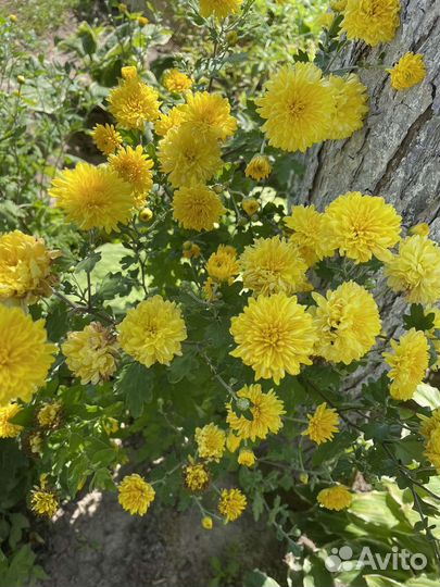 Хризантема