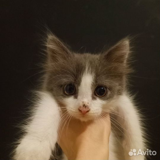 Котенок девочка бесплатно
