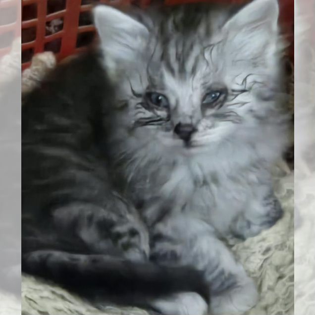 Котёнок в добрые руки