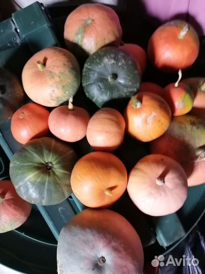 Тыква сладкая мускатная и другая