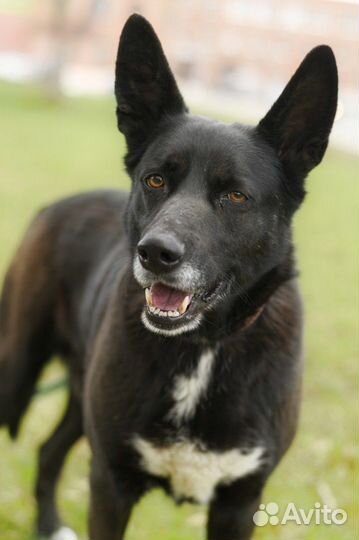 Собака из приюта Прошка