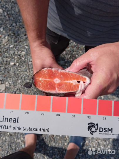 Родниковая форель