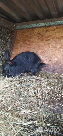 Кролики полтавское серебро