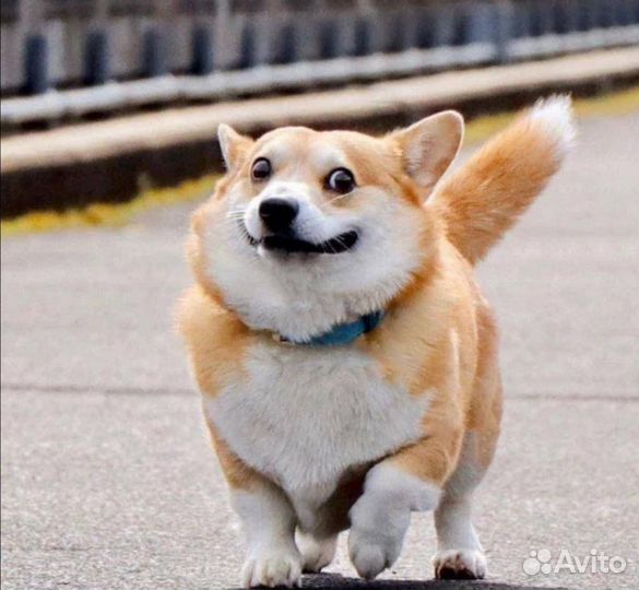 Сиба корги скор клуб Сыктывкар