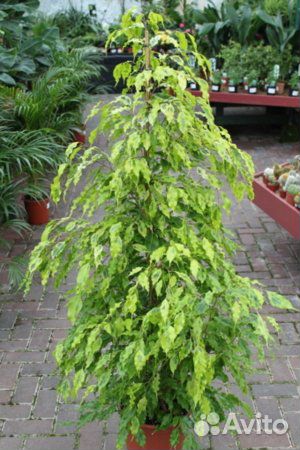 Фикусы бенджамина и эластика блэк