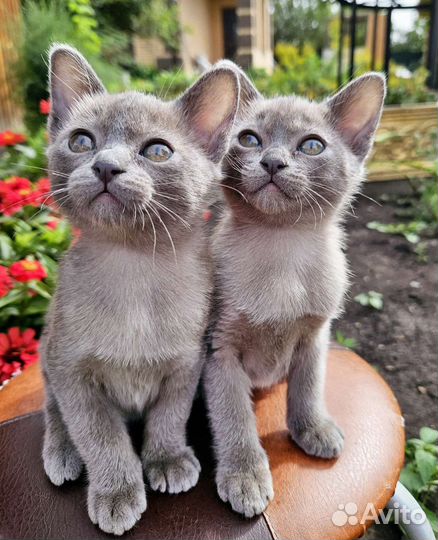 Бурманские котята