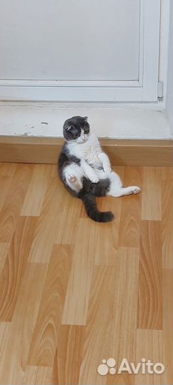 Отдам кошек в добрые руки