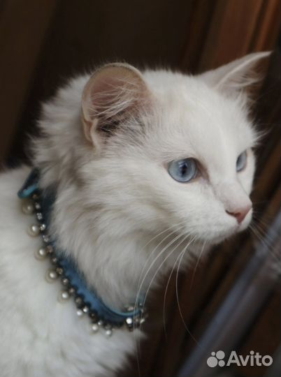Голубоглазая кошка