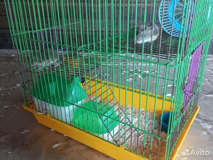 Джунгарский хомяк с клеткой