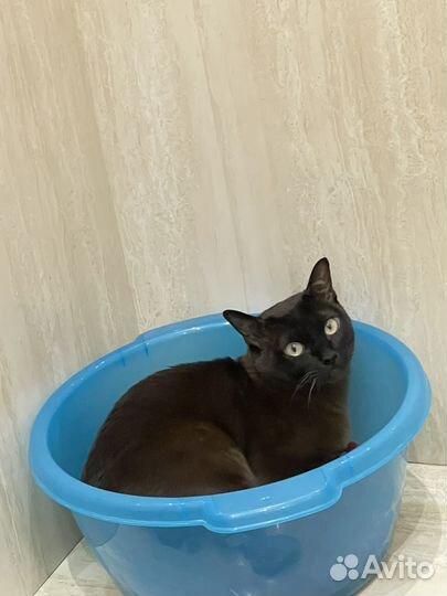 На брони Продаю вредного кота