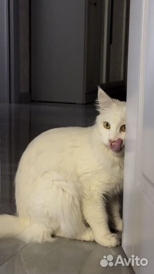 Мейкун кошка