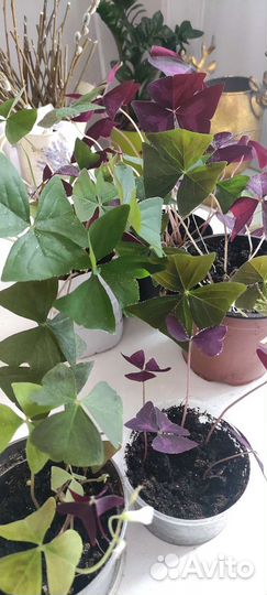 Кислица оксалис