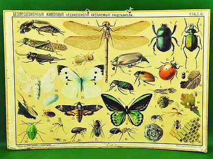 Дореволюционный Большой плакат насекомых