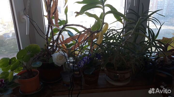 Цветы, Золотой ус