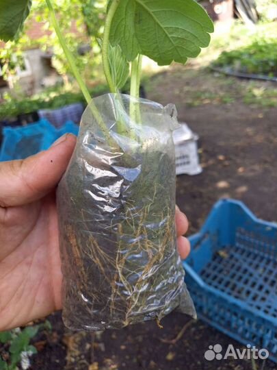 Саженцы ремонтантной клубники Альбион