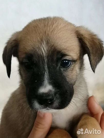 Щенки