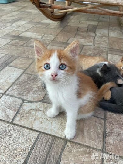 Котята в добрые руки