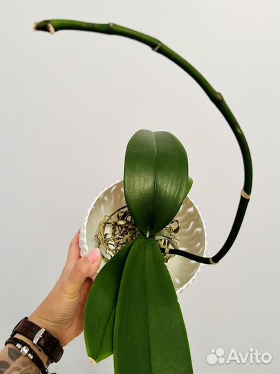 Фаленопсис/Орхидея