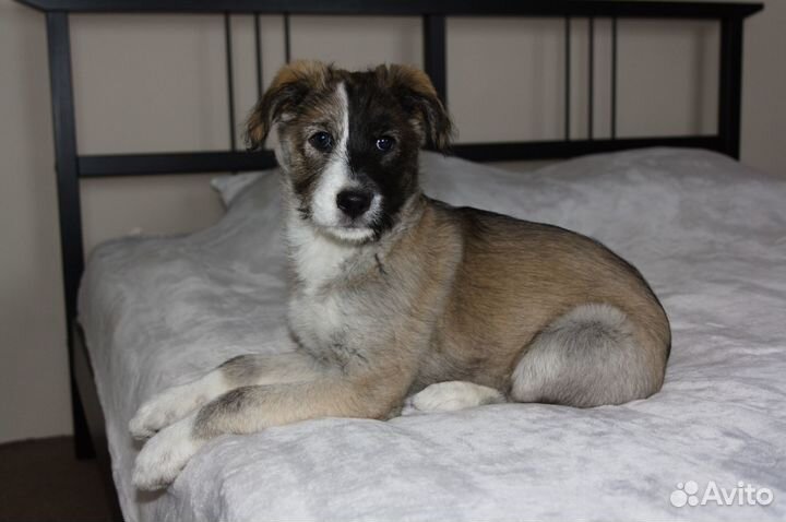 Отдам щенка в добрые руки