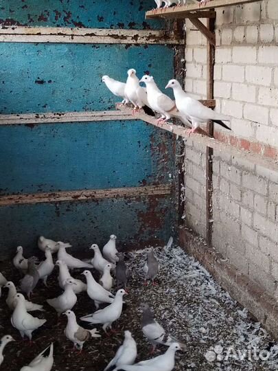 Голуби
