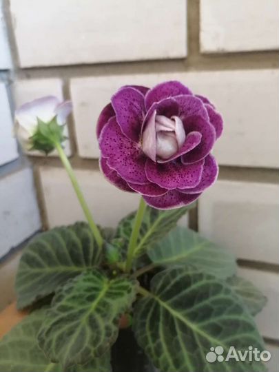 Глоксинии цветущие