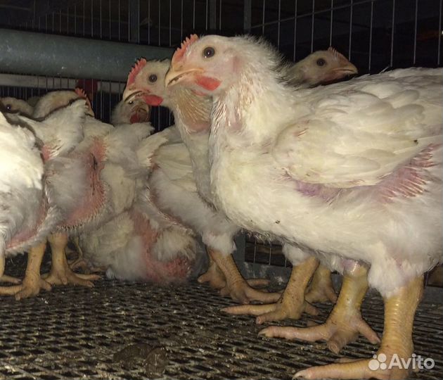 Цыплята бройлеры, гуси, утки, молодка, муларды