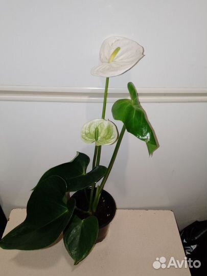 Антуриум альпина