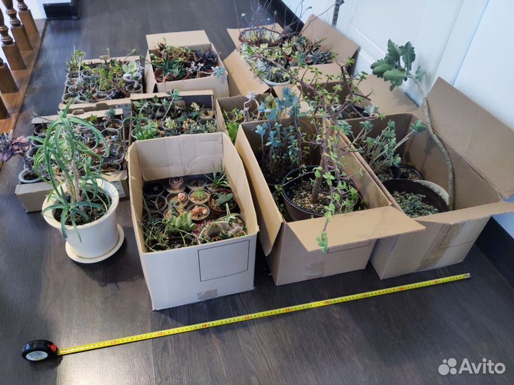 Ухожу из хобби, пристраиваю коллекцию суккулентов