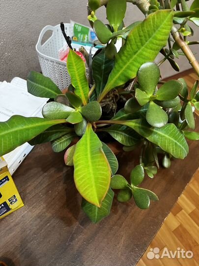 Живые цветы в горшках