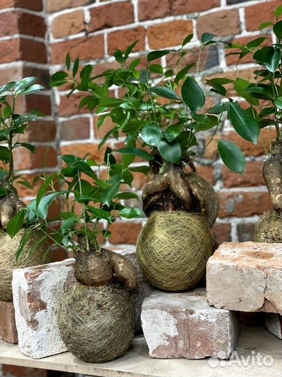 Интерьерные и сезонные композиции