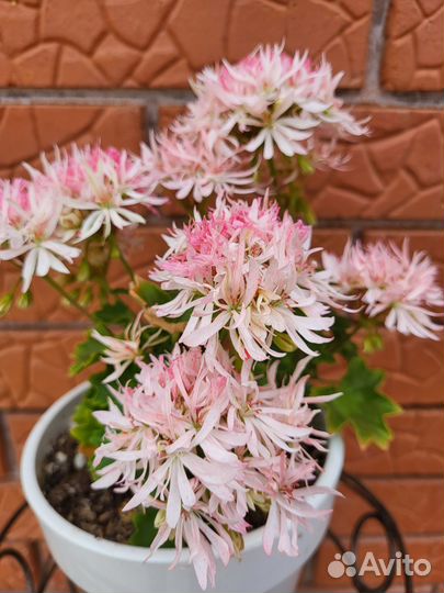 Пеларгония герань сортовая