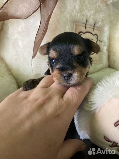 Йоркширский терьер